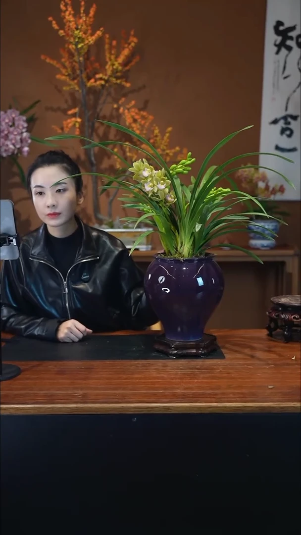 全部花朵白玉香兰盆景盆景盆景