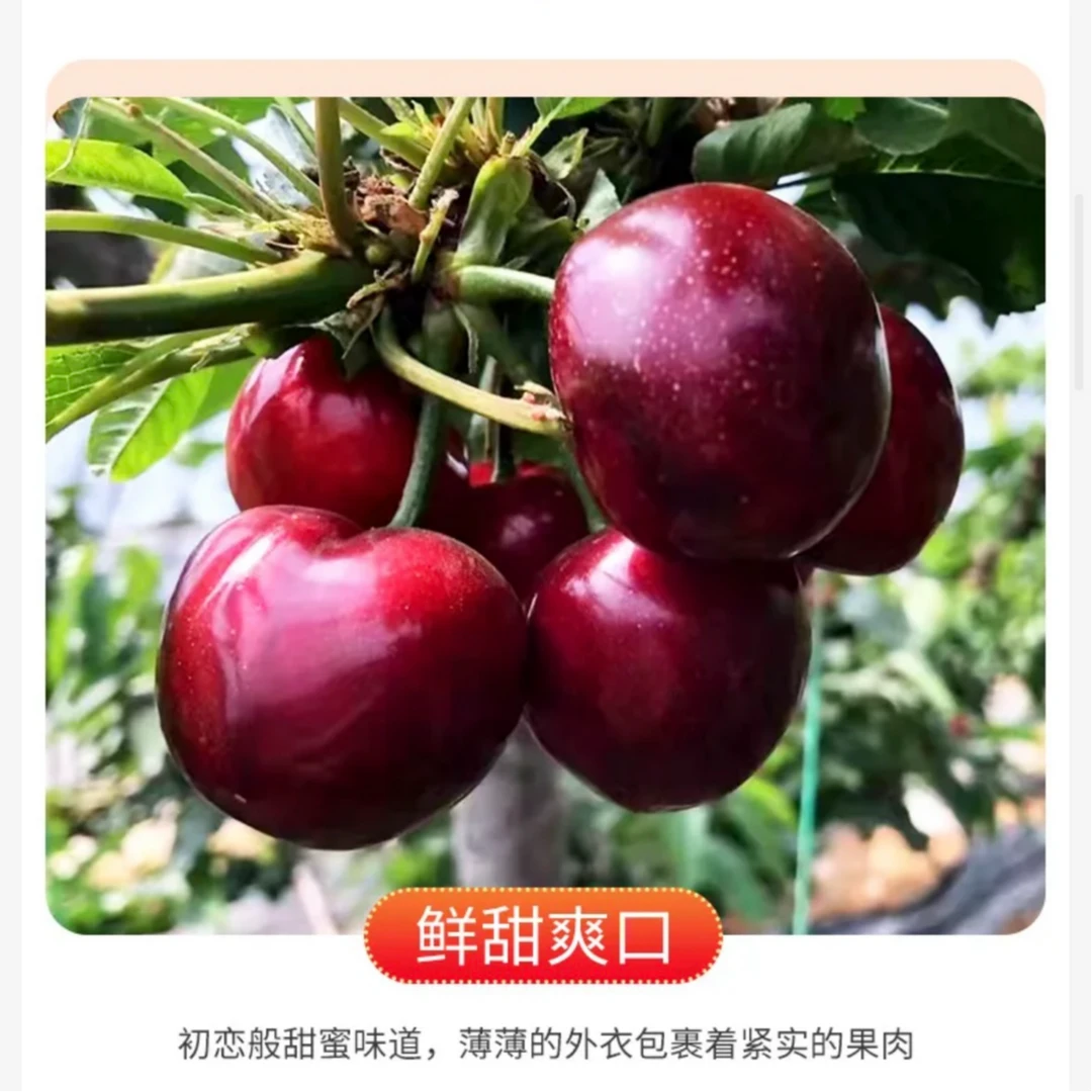 大连美早樱J桃顺丰空运包邮产地直发（斤）
