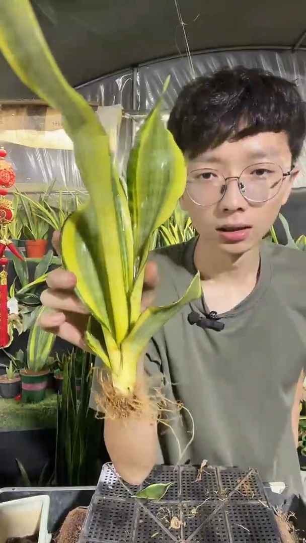 水月兰裸根9.9....
