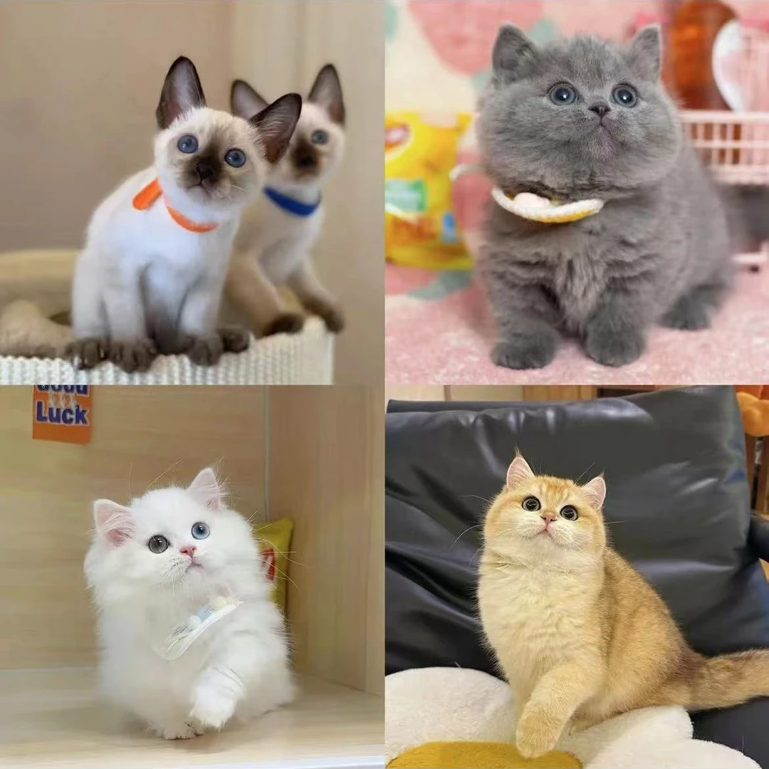 （喵爪爪）T猫猫活体