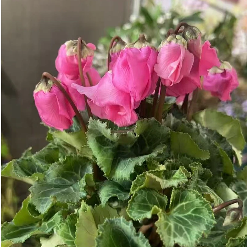 摇摆风铃  仙客来室内盆栽观花花卉好养