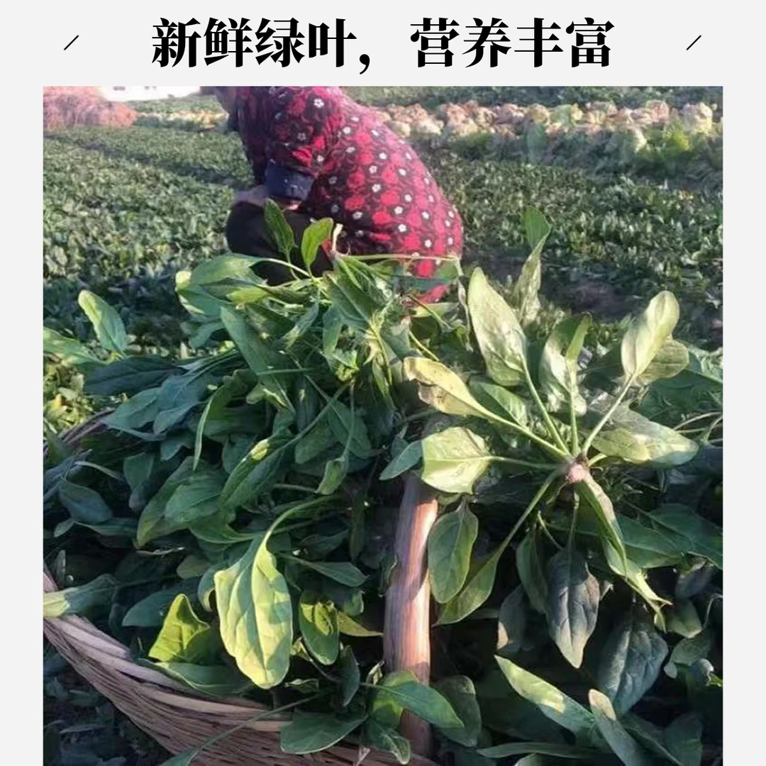 农家土菠菜，尖叶菠菜， 打霜后根叶口感清甜