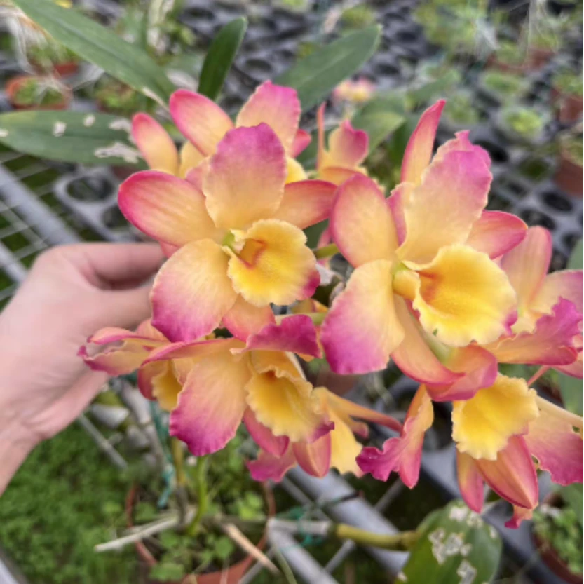 随机花色进口组培苗3年春石斛幼苗