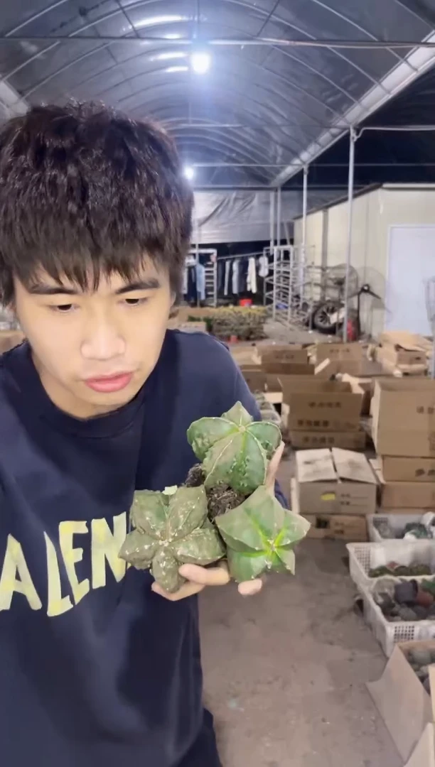 【闪购商品】3颗 带木质化 鸾凤玉