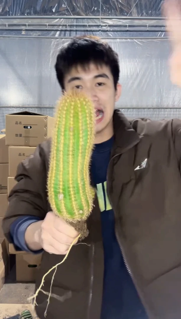 【闪购商品】霞光满天 毛花柱