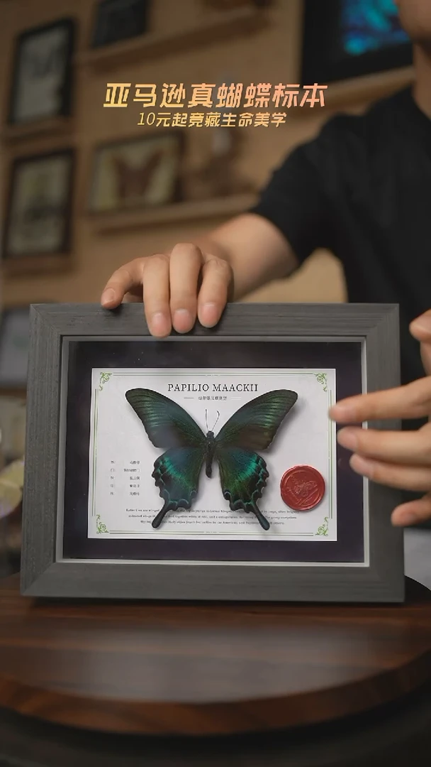 有机玻璃绿带翠凤蝶