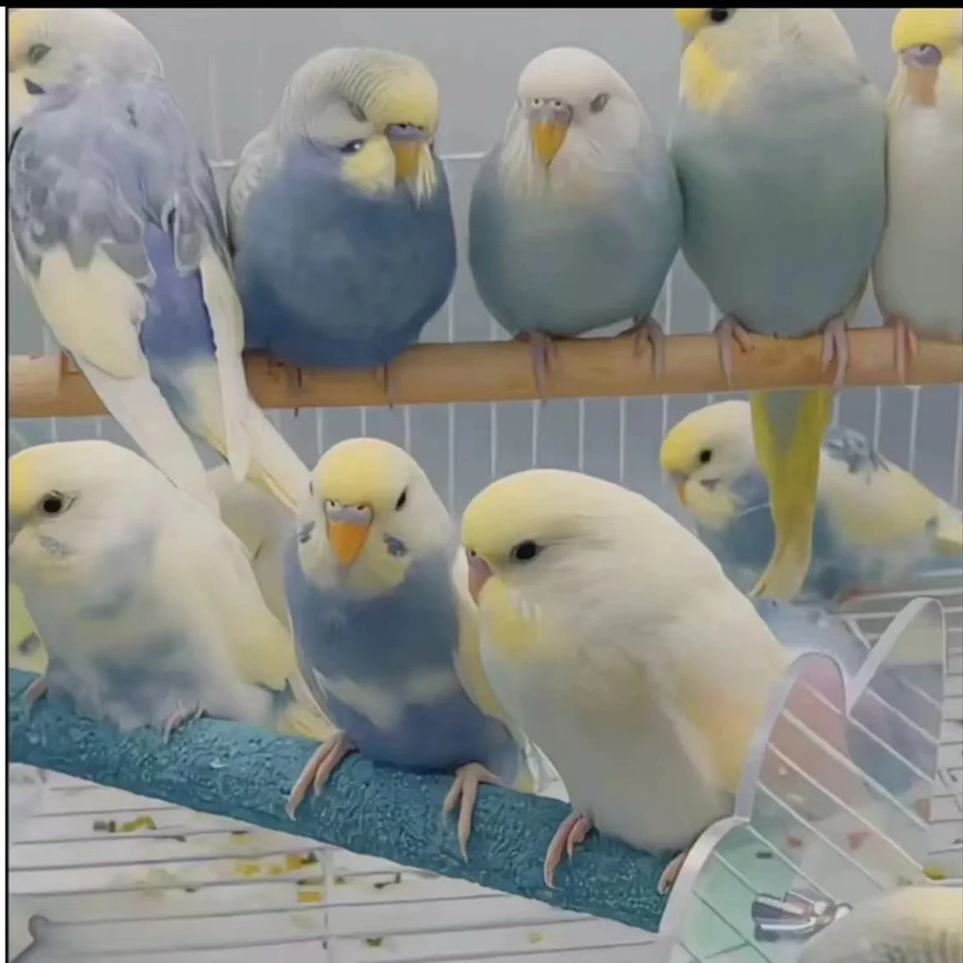 手养鹦鹉可教说话特色金彩双金虎皮鹦鹉双显