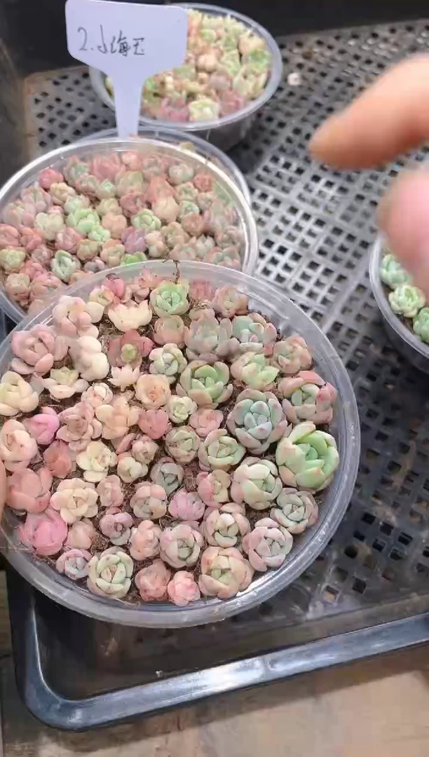 141小海王     量拍随机发货