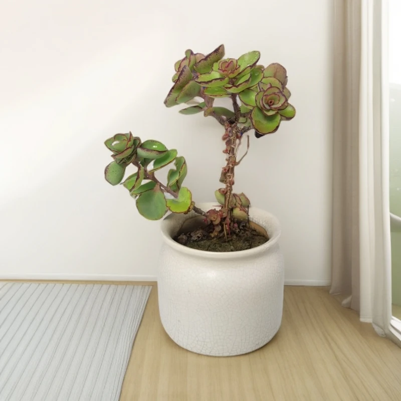 精品老桩锦绣牡丹多肉高端盆栽办公室可爱盆室内绿植露养自然生长