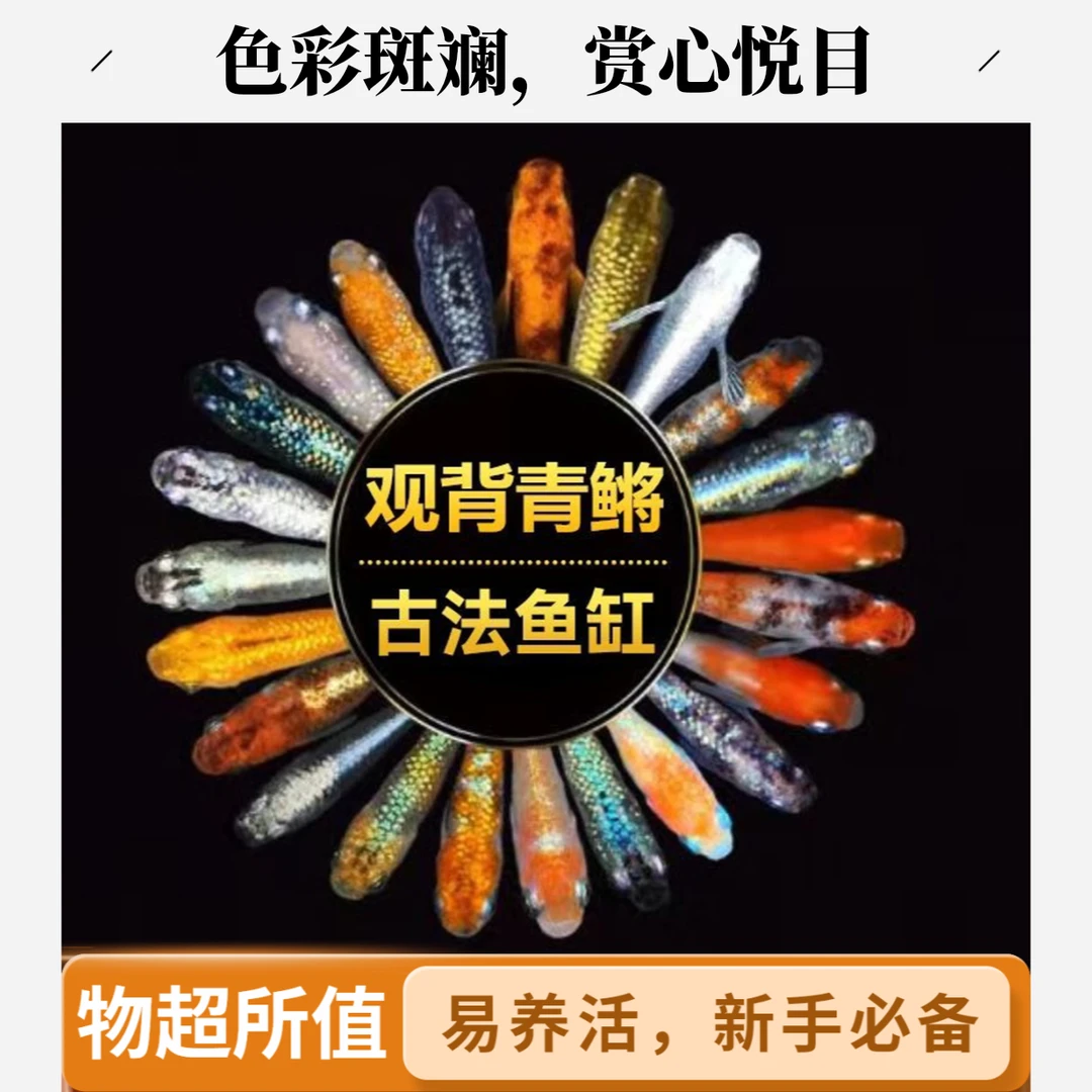观背青鳉观赏鱼 适合新手 冷水鱼 除油膜 练手鱼苗 苹果螺 好养活