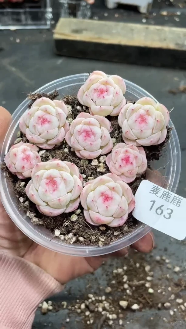 163雅芙     量拍