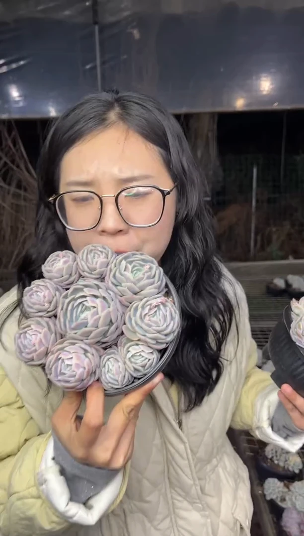 【闪购商品】66-挑手捧贝壳西娜带盆土12.8