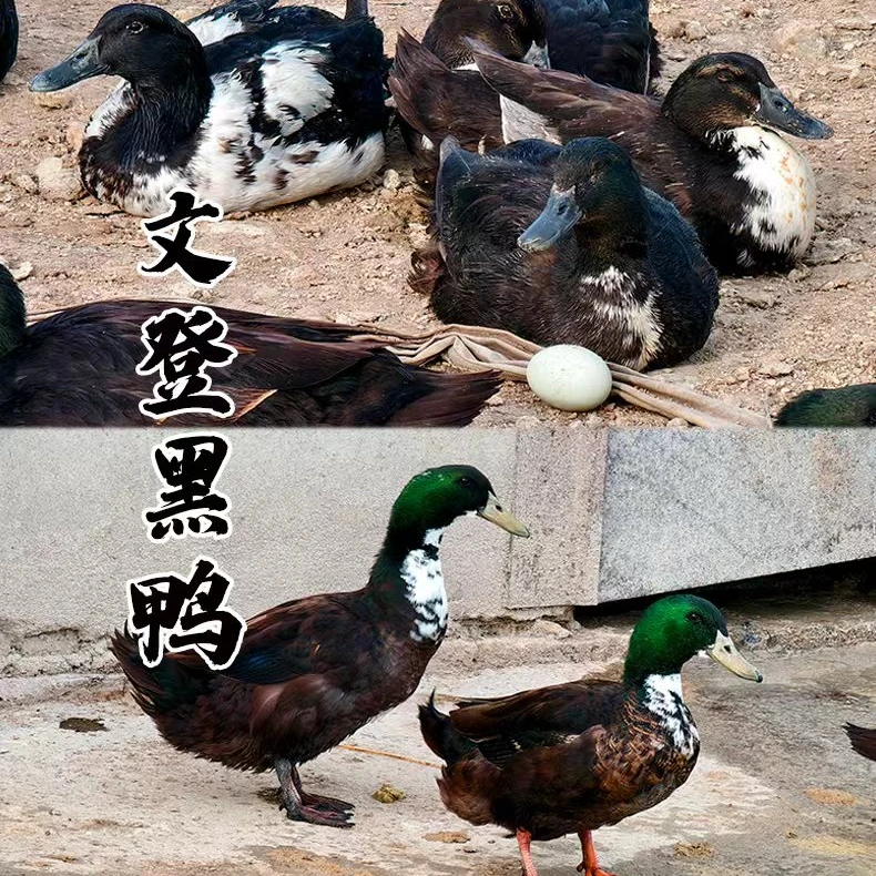 【文登黑鸭】10个月黑鸭适合炒卤白切【海岛散养】