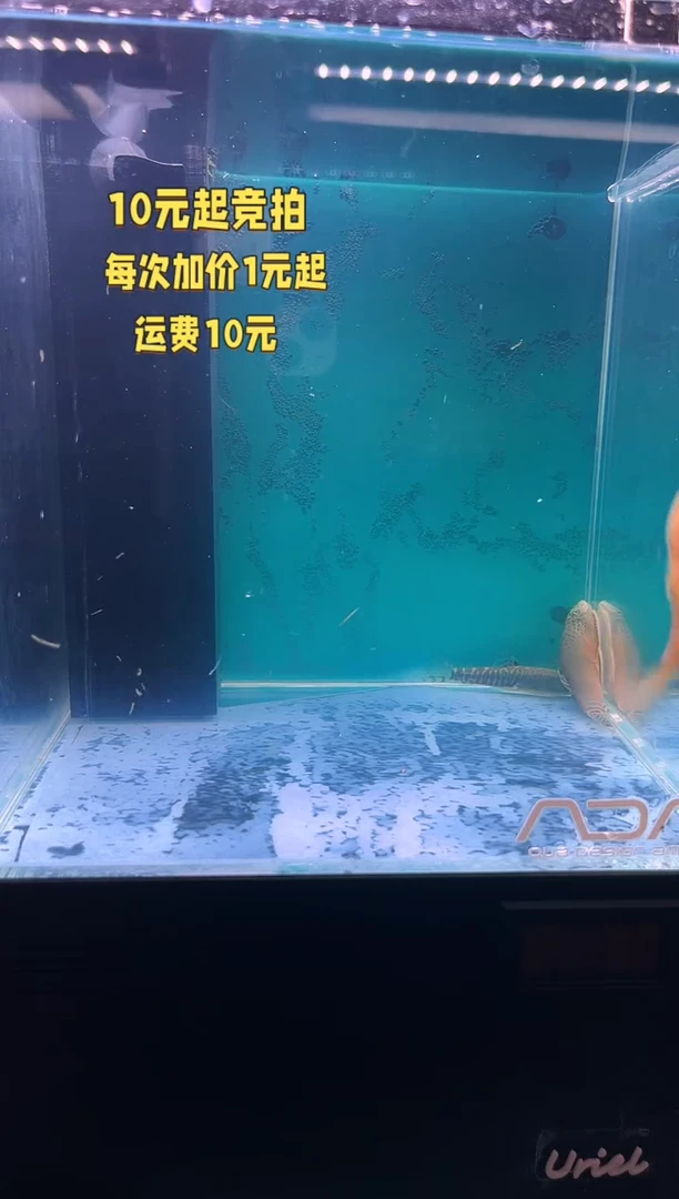 金鱼原生鱼竞拍直播间专属