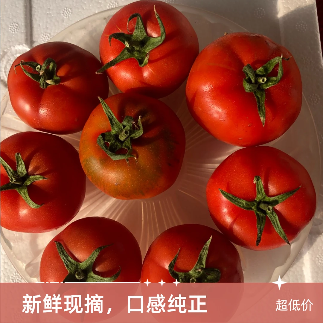 {幸福5号}盘锦碱地柿子铁皮西红柿草莓番茄正宗铁皮柿子自然熟
