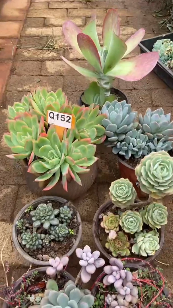 Q152多肉组合默认脱土发货