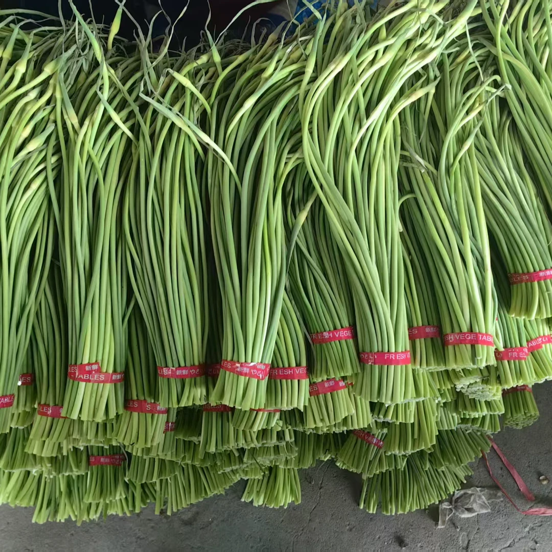 【鲜香脆嫩】鲜香蒜苔嫩蒜苔新鲜蒜薹蒜毫新鲜土豆蔬菜