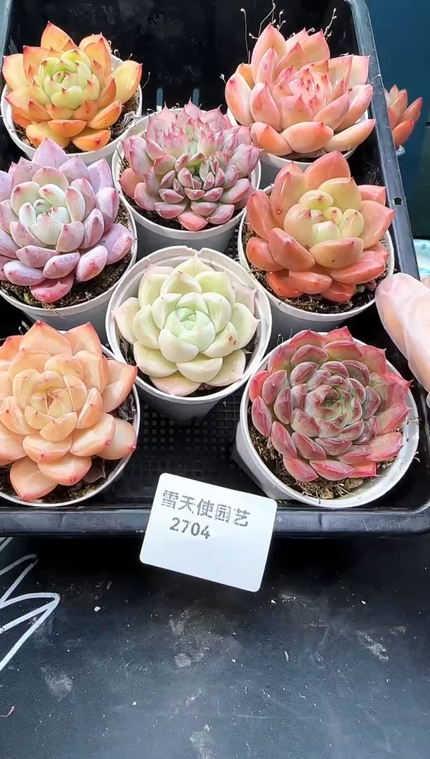 2704   多肉 8  颗