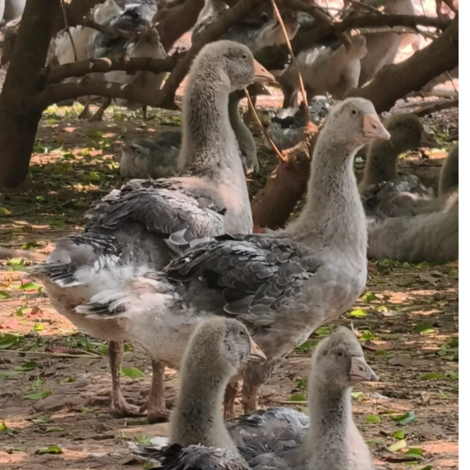 8斤左右朗德鹅美味鲜嫩鹅肉公母可选顺风包邮