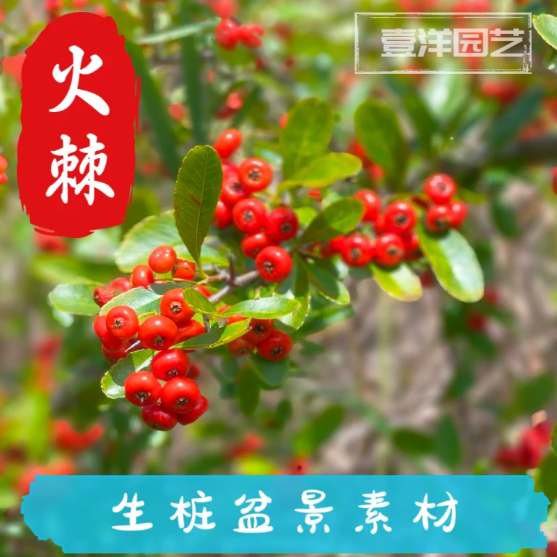 火棘盆景生桩素材贵州产地发货绿植花卉吉祥果观花观叶四季常青