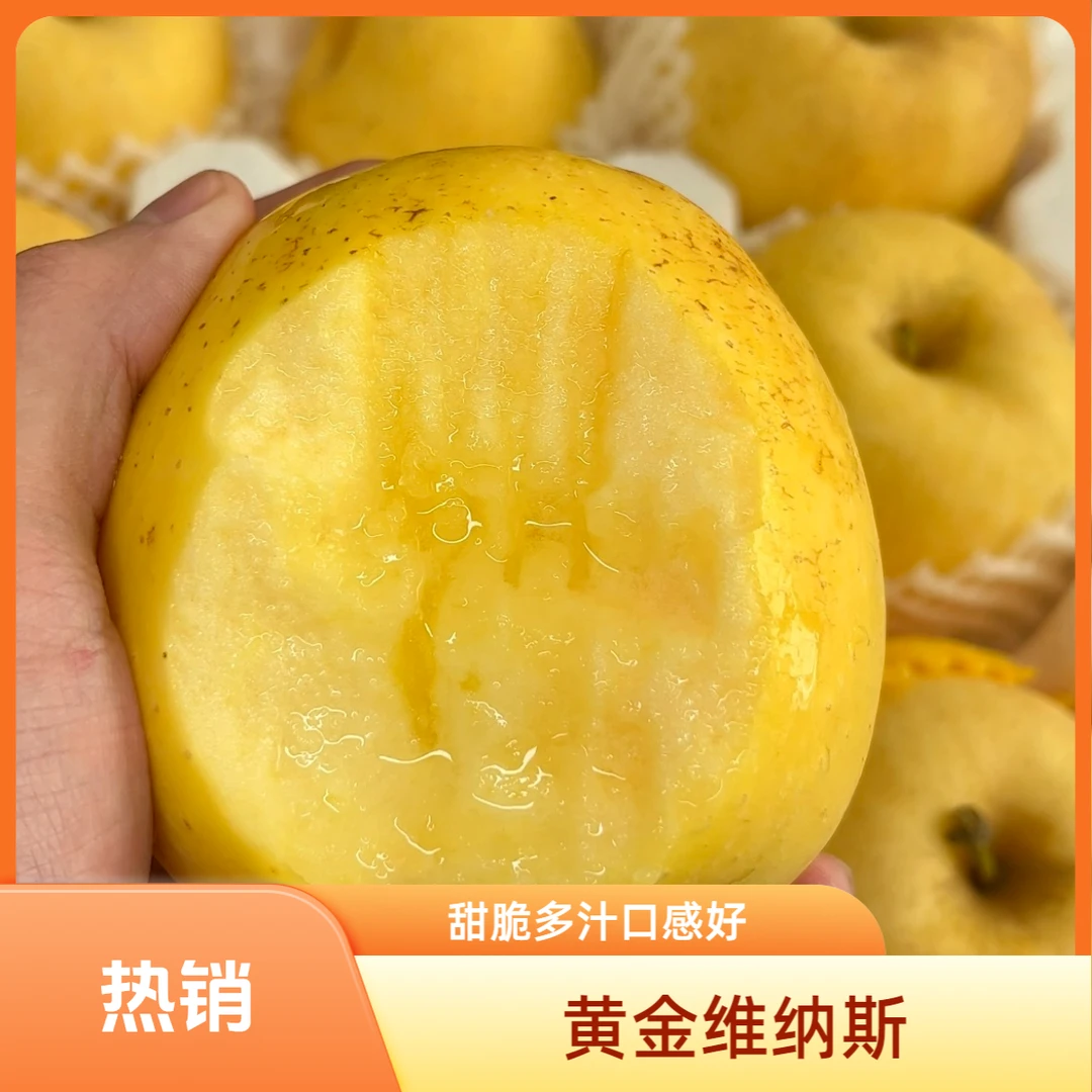 【一级果】山东烟台黄金维纳斯冰糖苹果纯甜无酸苹果鲜嫩甜4.5斤/箱