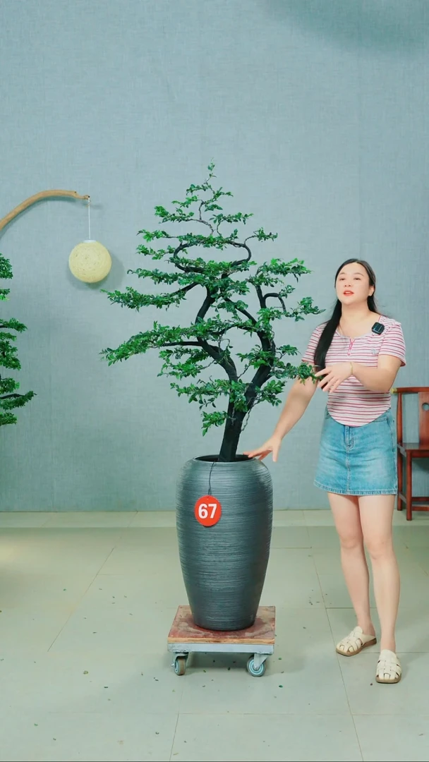 无花朵蒋*厨广东小叶紫檀
