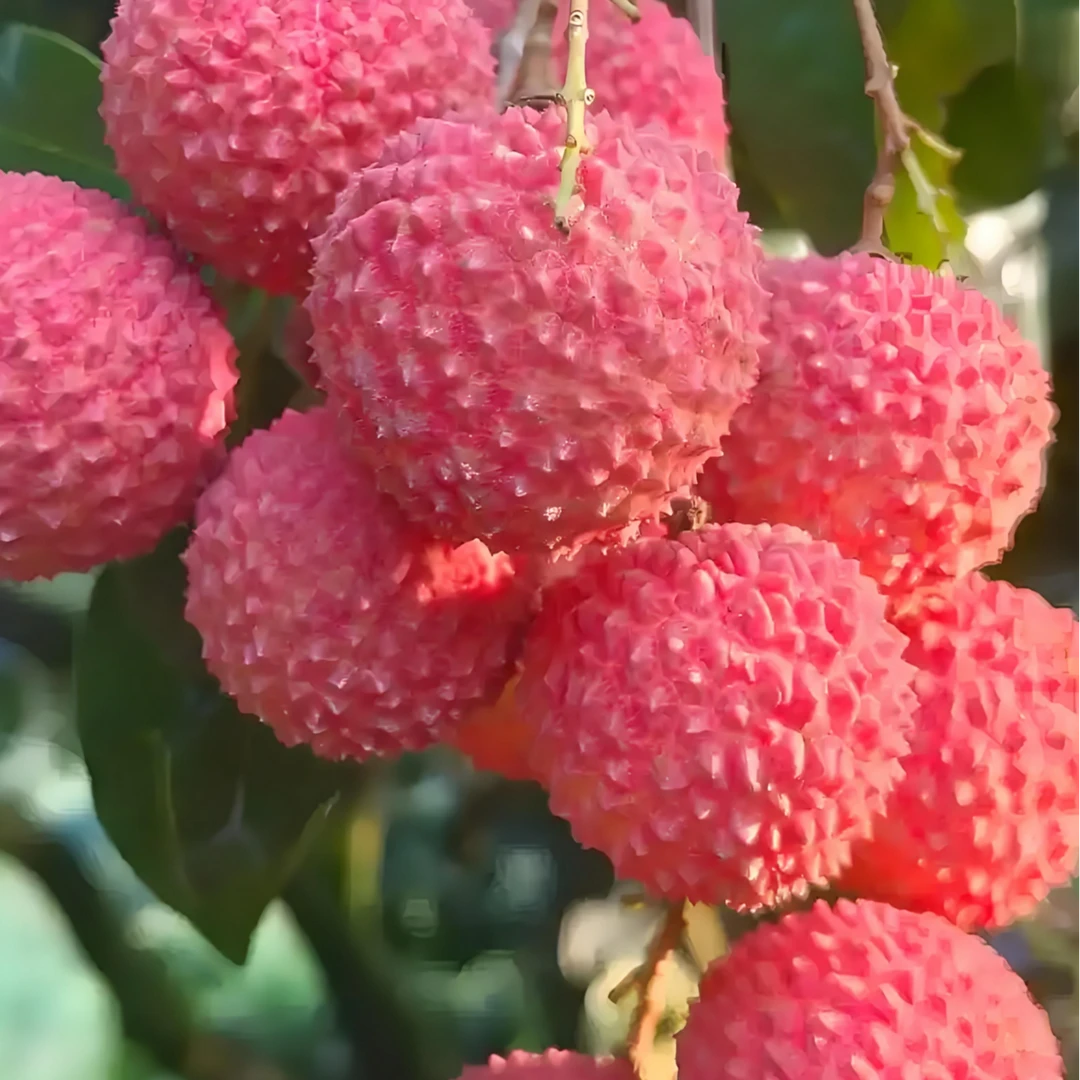 【1斤桂味荔枝】荔枝尾季抓紧品食 （岭南桂味，鲜甜美味）荔枝同城送广东省