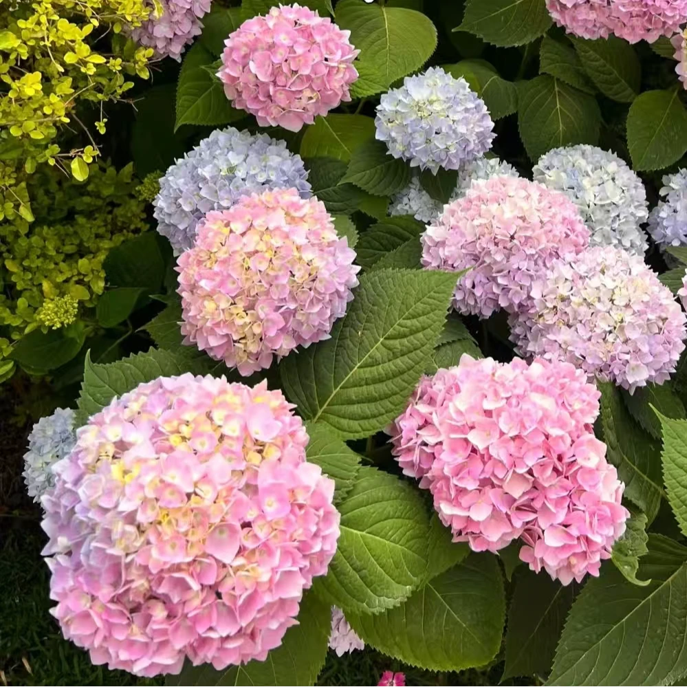 无尽夏  紫粉色 4加仑（焦） 后期会变色 生花苞发货 绣球花卉盆栽
