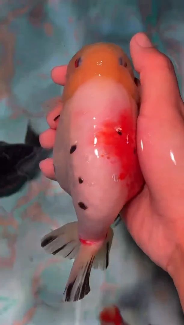 金鱼（运费到付，马印灯下展示）福州追鱼兰寿金鱼