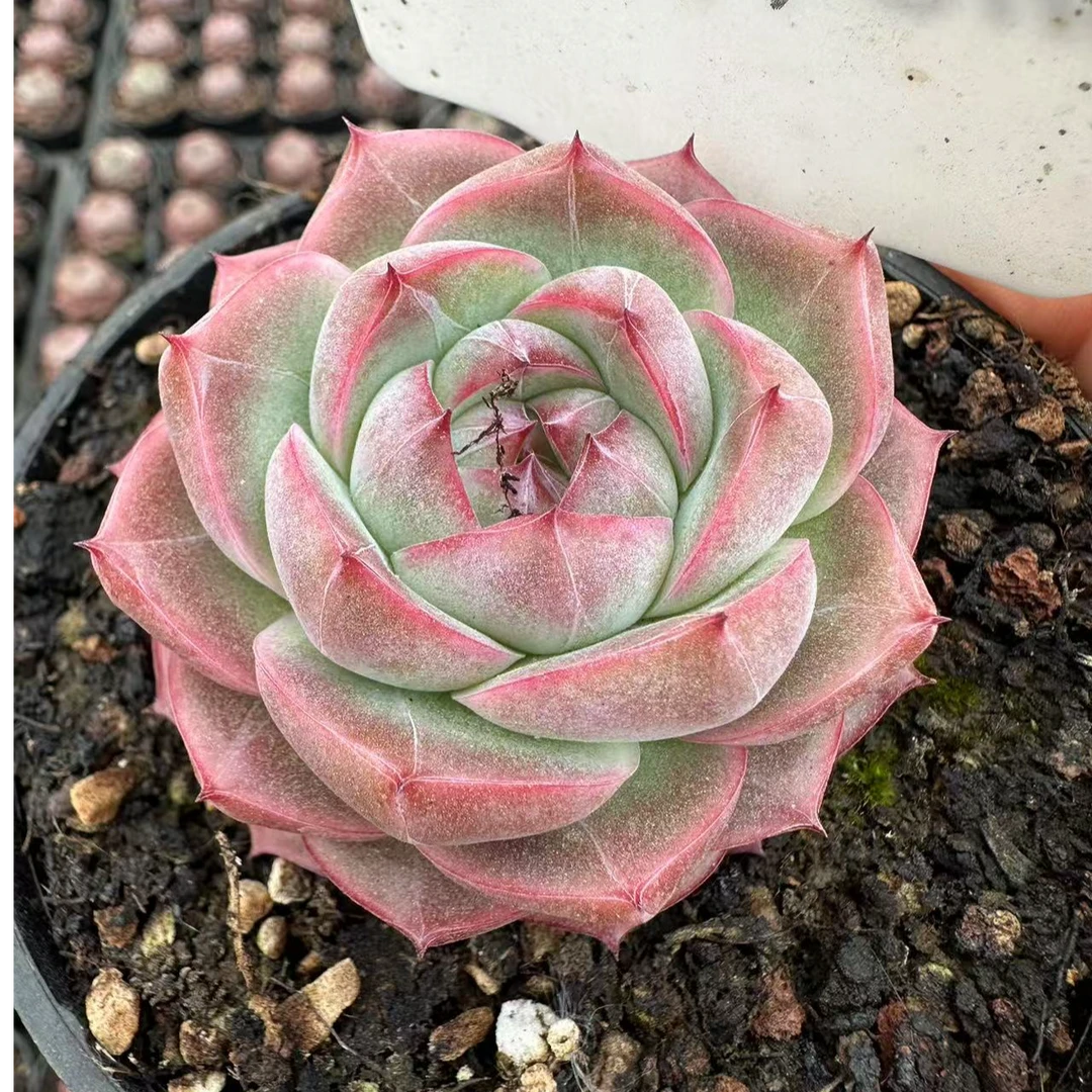 7#爱莎玫瑰多肉植物      前男友精品多肉sm0924