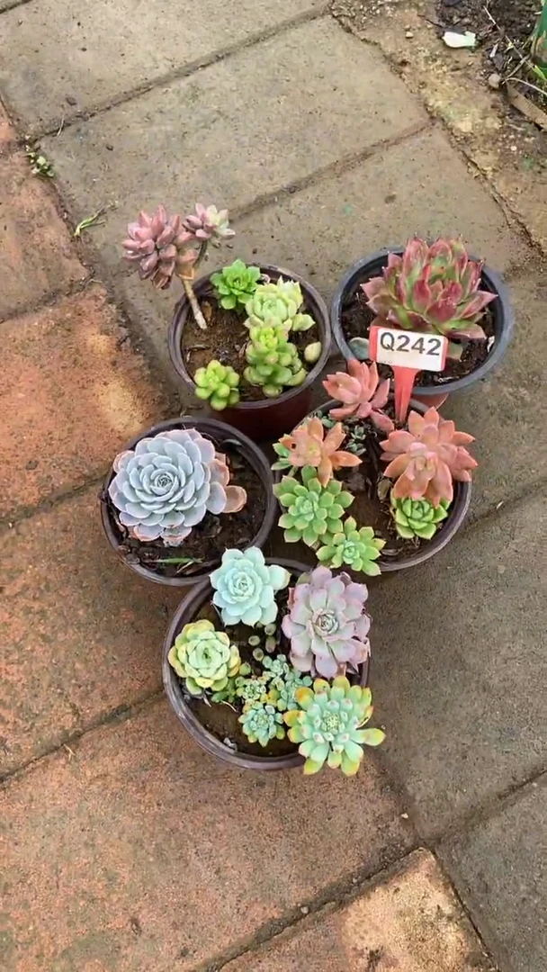 Q242多肉组合默认脱土发货