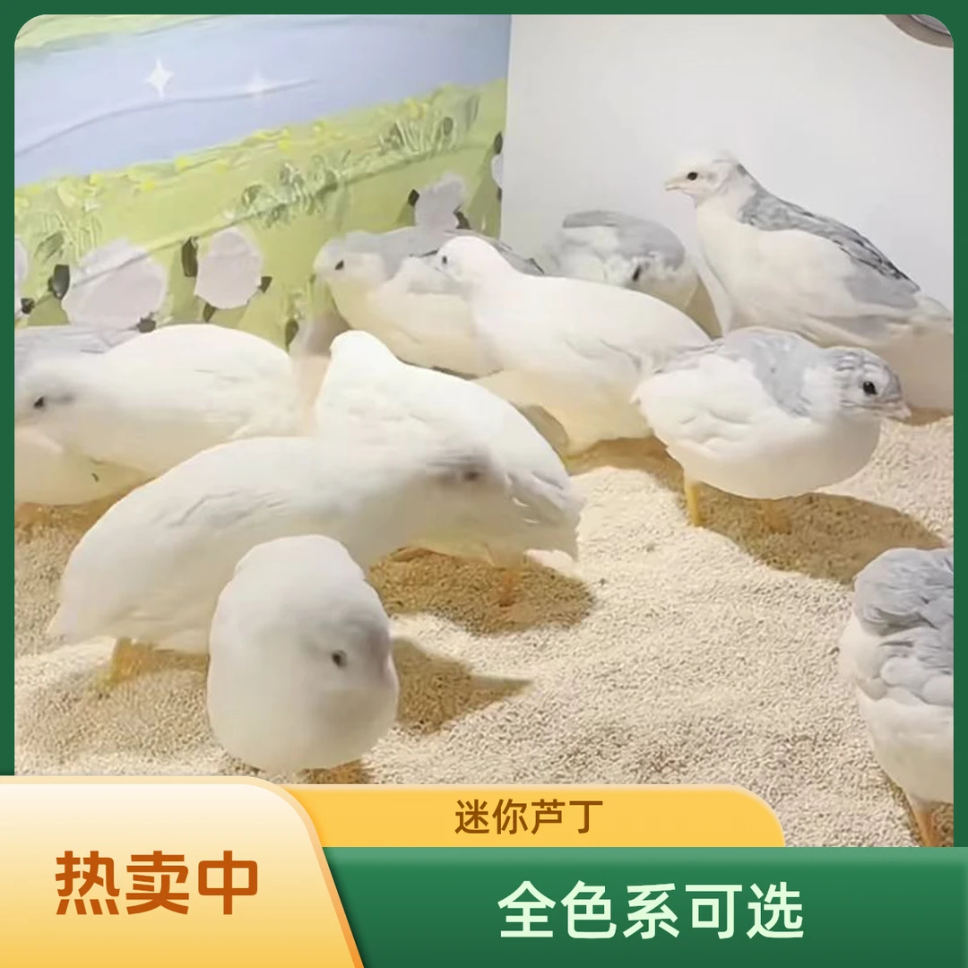 网红芦丁迷你鸡全色系50-60天成年儿童宠物精品芦丁鸡送新手礼包