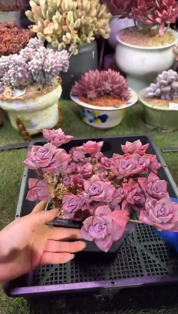 【闪购商品】04542