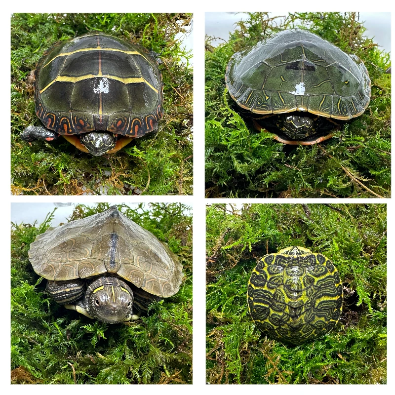 花龟草龟花杂草地图火焰黄耳随机发