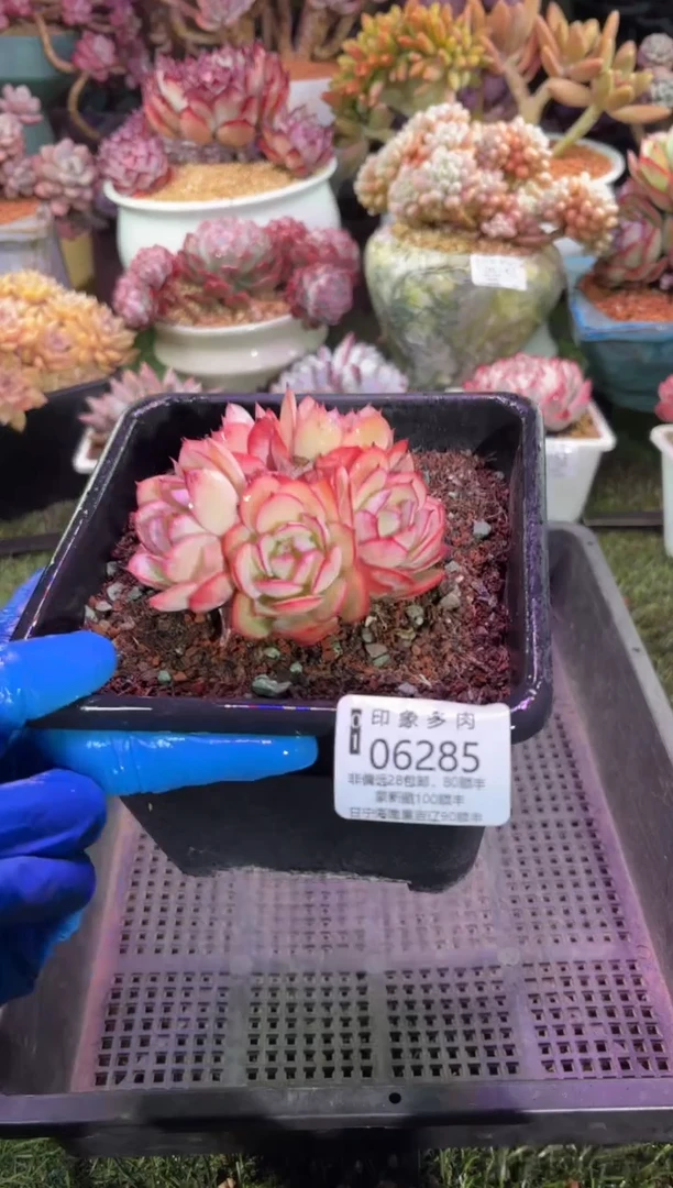 【闪购商品】06285