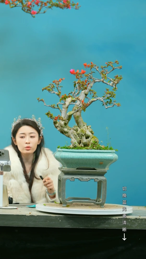 【闪购商品】盆景三角梅盆景