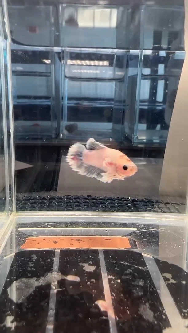 斗鱼斗鱼绣球大耳朵斗鱼