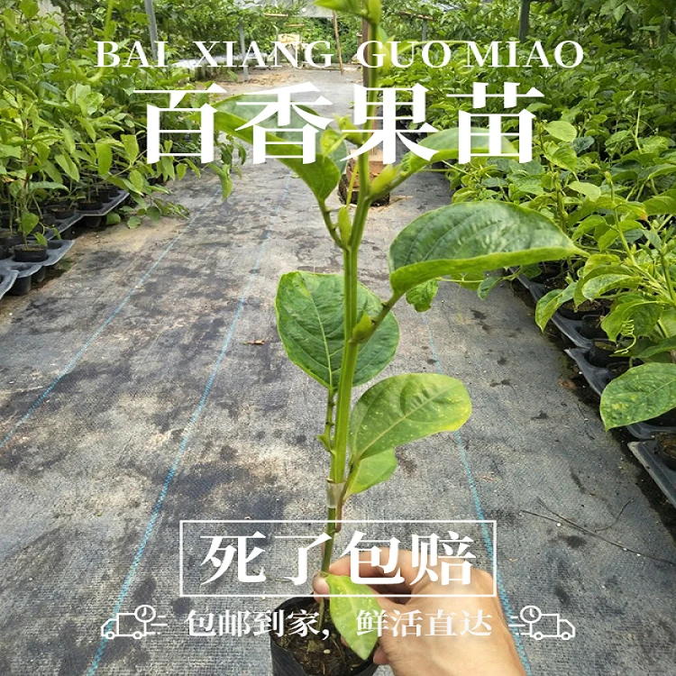 广西正宗九号黄金百香果嫁接苗超甜大果四季结果庭院阳台可种植