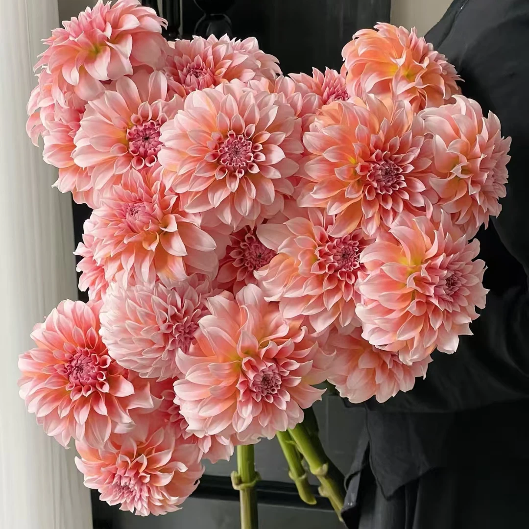 【大丽花 】超级奶油桃子 进口大丽花整株种球对版发货