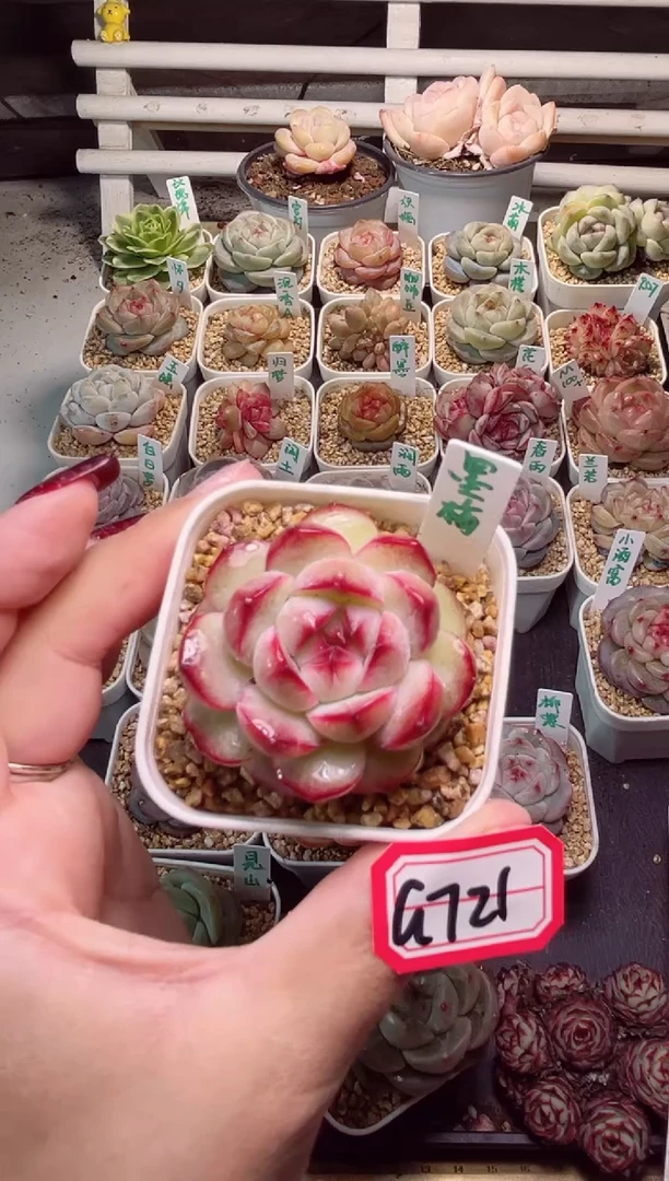 【闪购商品】G721墨梅一物一拍