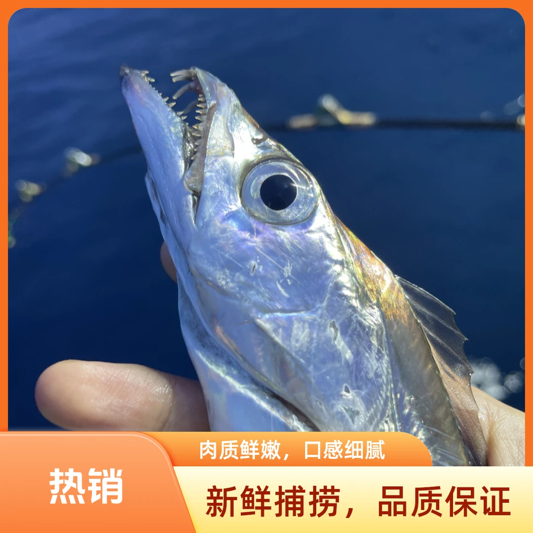 【海上渔船现钓】舟山渔船海钓带鱼海鲜油带鱼整条发货可清蒸红烧