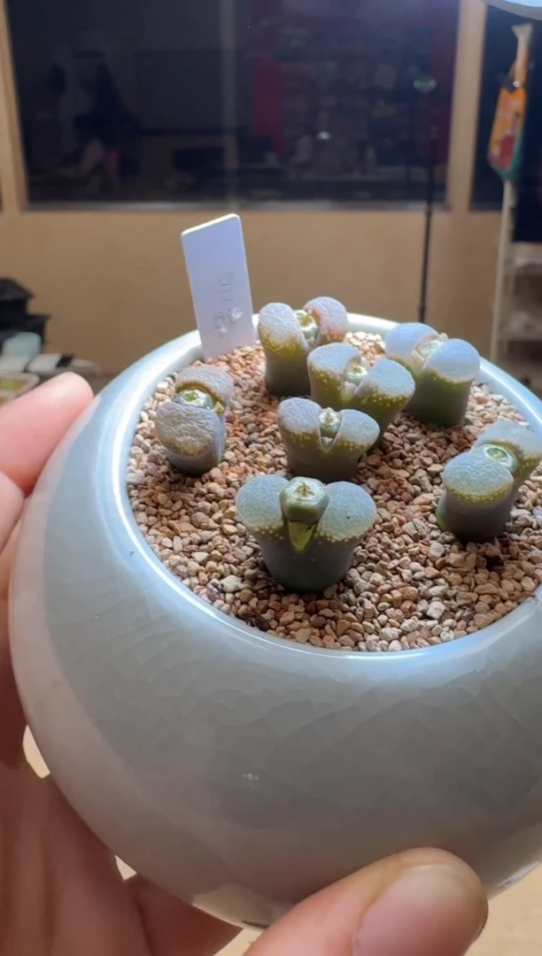 【闪购商品】1/24-84