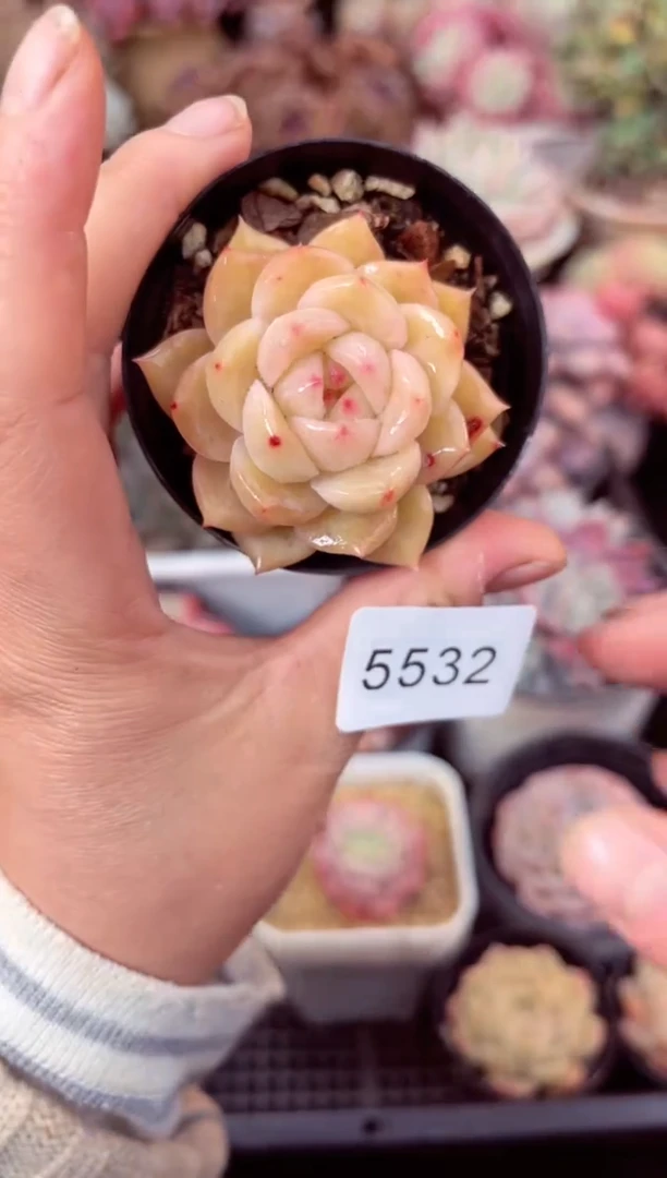 【闪购商品】5532单头多肉