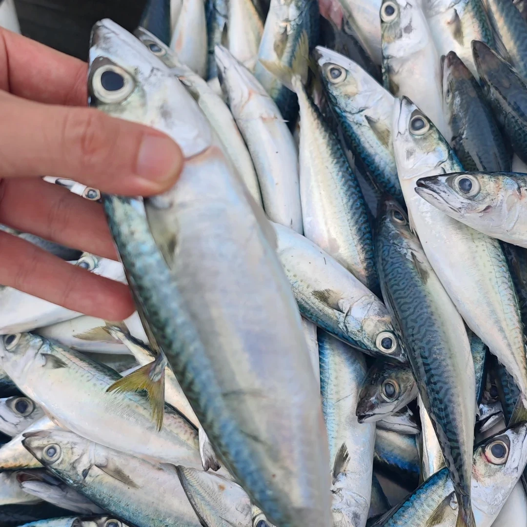【母亲节福利】野生海捕花仙鱼青花鱼占青鱼码头直发顺丰包邮