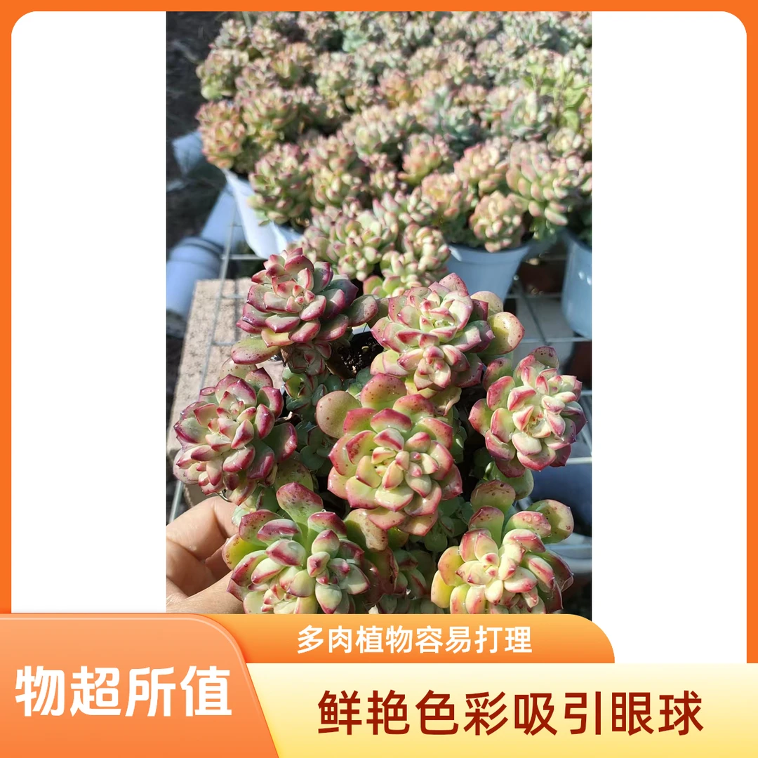 探戈  熊猫多肉（满19包邮）带盆土发  庭院美观