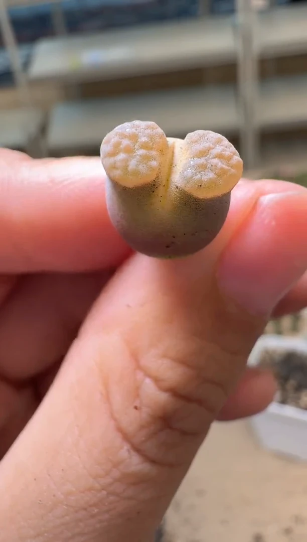 多肉植物肉锥16-238粉磁铁