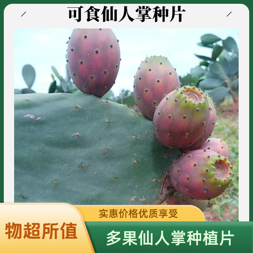 <家庭绿植>仙人掌正宗大红果*果芽苗1片装