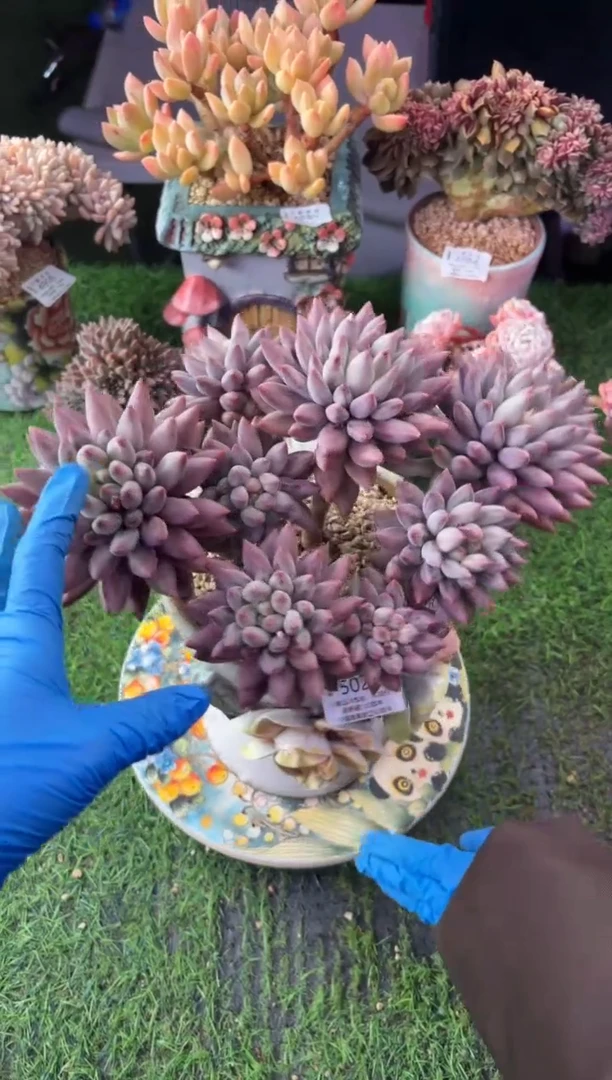 昆明印象多肉5027