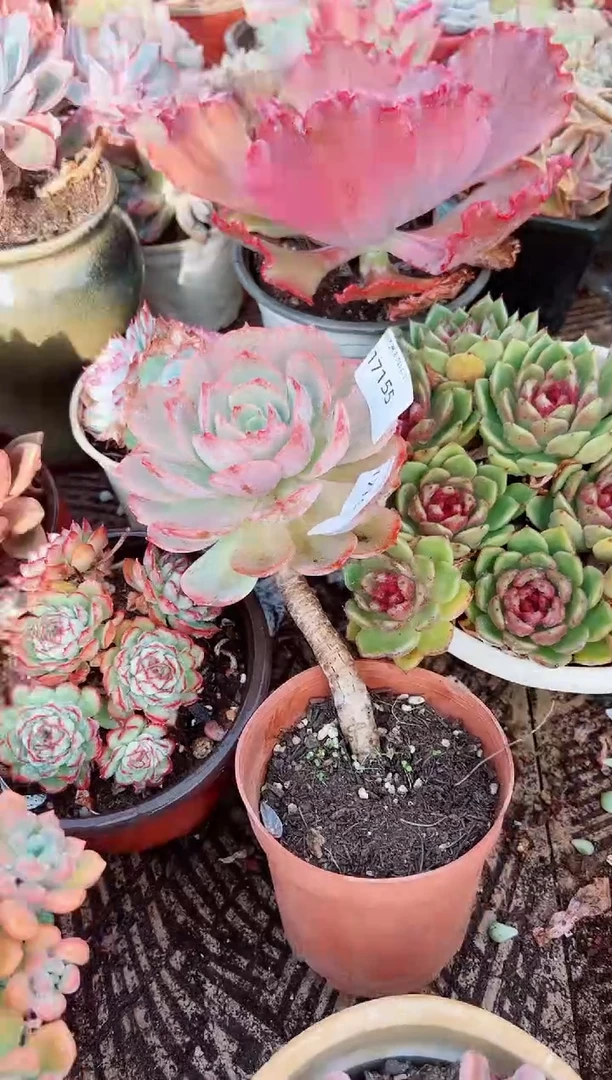 洛*多肉植物一物一拍17155