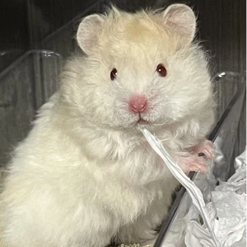 【米奇妙妙屋专属】家养金丝熊直毛卷毛波利纹藤盒运输可爱小仓鼠